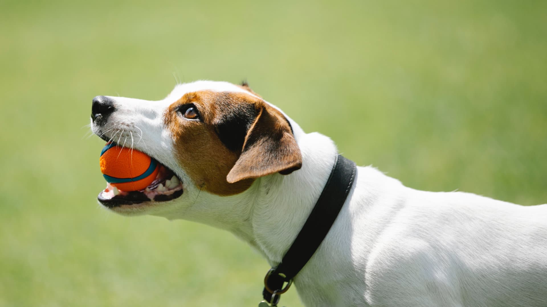 A jack russell dog holding a red and blue ball