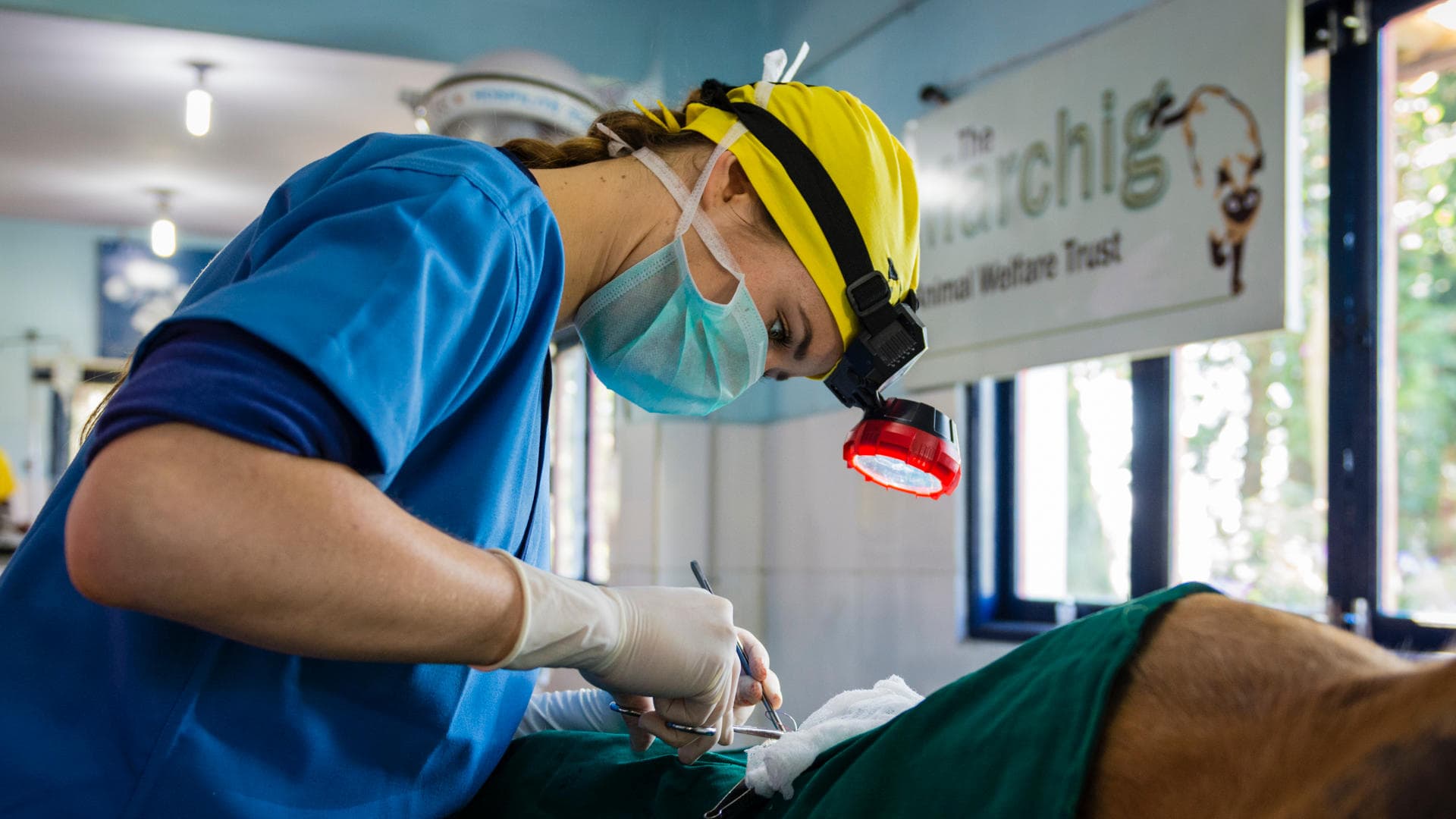 A vet during surgery