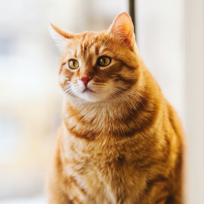 A ginger cat