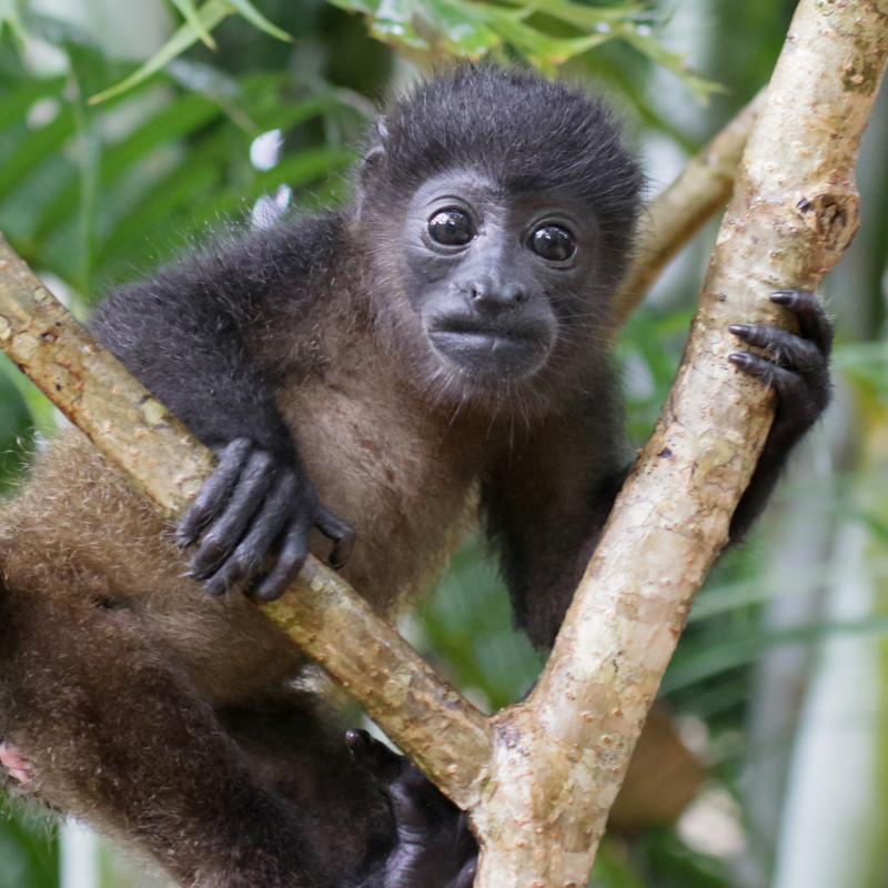 Howler Monkeys