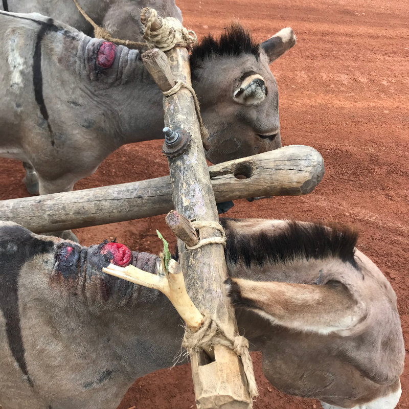 Tanzania Donkeys