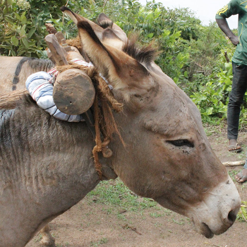 Tanzania Donkeys