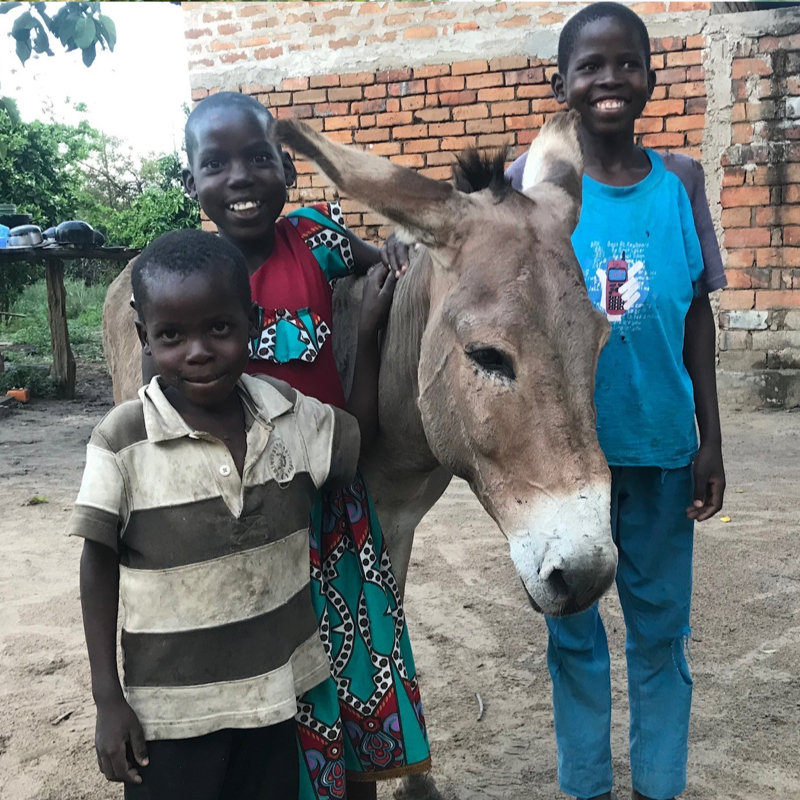 Tanzania Donkeys