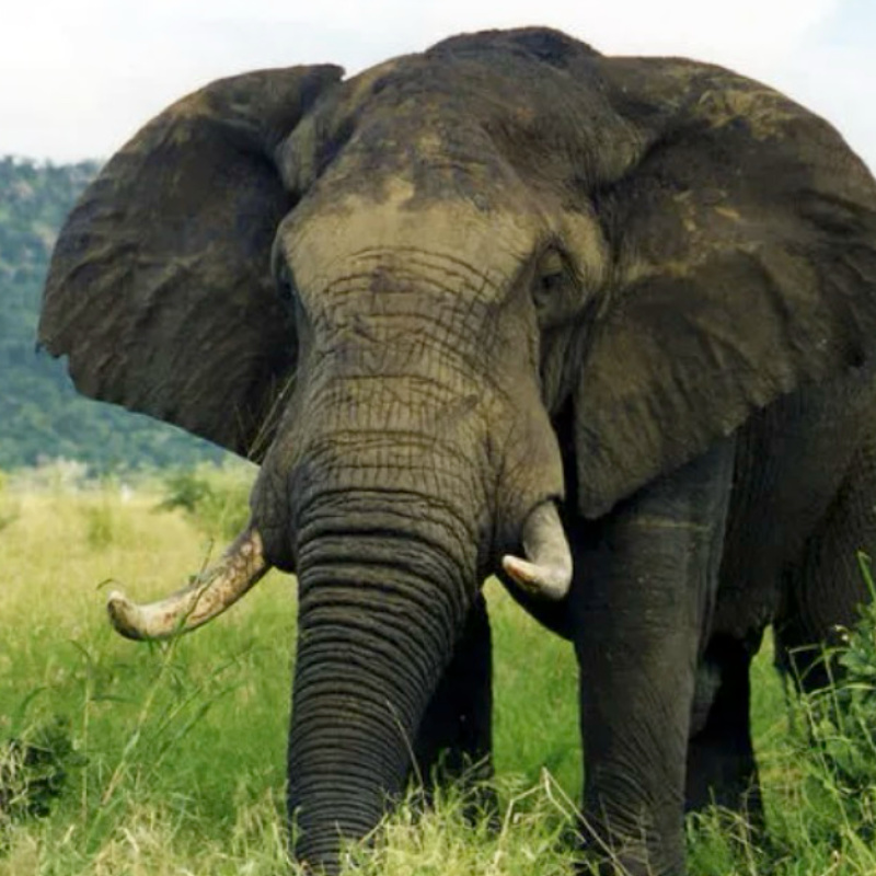 An elephant